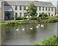 Seven swans a swimming - River Avon Chippenham