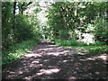 Bridleway in woods at the Woodgetters