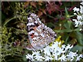 Painted Lady Butterfly