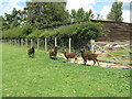 Castle Moorit sheep on footpath to Marlpost Farm