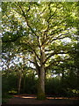 SZ0197 : Merley: lofty tree in Delph Woods by Chris Downer