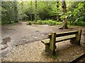 SZ0197 : Merley: bench in Delph Woods by Chris Downer
