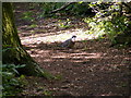TL2302 : Pigeon in Furzefield Wood by Geographer
