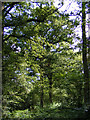 TL2302 : Oak Trees in Furzefield Wood by Geographer