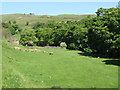 Haugh beside Killhope Burn below Cowshill