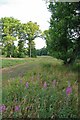 Willowherb And Friday Wood