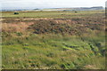 Moorland near Tullymurdoch