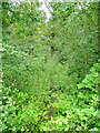 Faint path through woodland