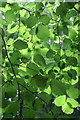 Summer beech leaves, Den o