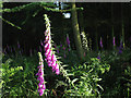 NT9727 : Foxgloves at the edge of a wood by Stephen Craven