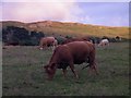 Cattle in Brisbane Glen