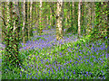 Narrow Water Bluebells