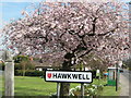 Hawkwell Common in Spring