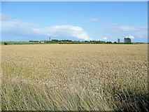 TL0559 : Cereal land near Backnoe End by Jonathan Billinger