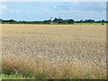 Wheat field west of Thurleigh