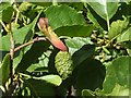 Alder tongue gall