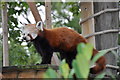 A Red Panda at the Wildlife Park.