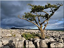 SD7075 : Tree and Ingleborough by Mike Green