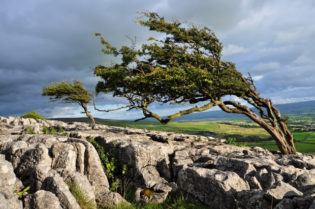 Wind-formed trees © Mike Green cc-by-sa/2.0 :: Geograph Britain and Ireland