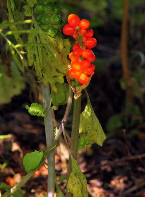 Cuckoo Pint berries in the hedgerow at... © Steve Daniels cc-by-sa/2.0 ...