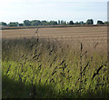 Harvested field near Earl Stonham