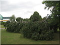 Deformed beech tree in Cozenton Park