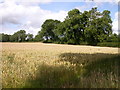 Welford Farmland