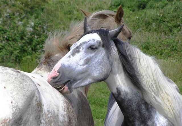 Horses, Ballymacaward © Kenneth Allen :: Geograph Ireland