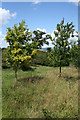 Stoke St Mary: edge of Henlade Wood