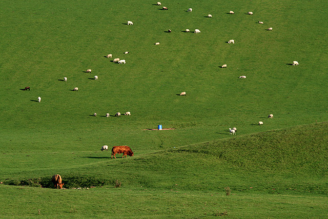 Livestock on West Hill