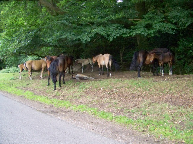 New Forest Ponies, Furzley Common © Maigheach-gheal cc-by-sa/2.0 ...