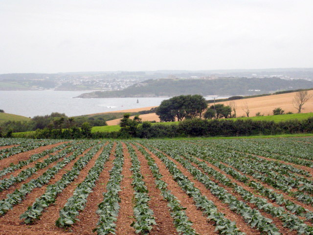 Field of young cauliflower at Place Barton.