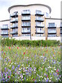 Urban Regeneration on Windsor Esplanade