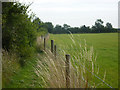 Footpath between hedge and fence