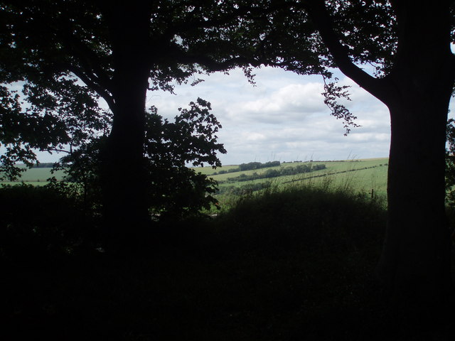 View through the trees