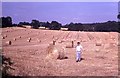 Field of golden hay bales