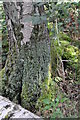 Cladonia Chlorophaea growing on a Birch.