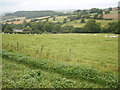 Sheep, South Eggardon Farm