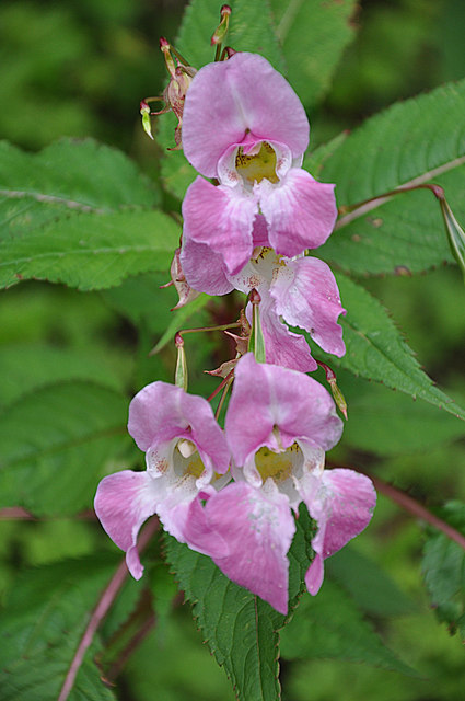 Himalayan Balsam or Poor Man's Orchid -... © Mick Lobb cc-by-sa/2.0 ...