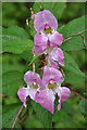 Himalayan Balsam or Poor Man