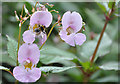 Himalayan Balsam or Poor Man