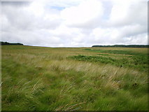 SH9608 : Rough grazing above the Nant CraigyfrÃ¢n by Richard Law