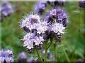 Scorpion weed (Phacelia tanacetifolia)