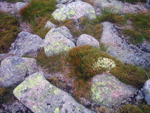 Tundra rock garden