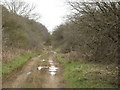 SE9087 : Track  alongside  Cockmoor  Hall  Plantation by Martin Dawes
