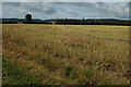 Harvested oil seed rape field