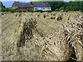 Corn stooks, Hilcott