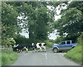 2009 : Cows driven across Burnt House Lane