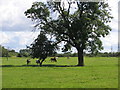 Horses grazing