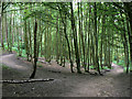 Woodland in Burntstump Country Park